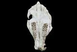 Oreodont (Merycoidodon) Partial Skull - Wyoming #95058-2